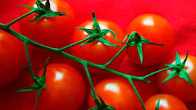 Danske tomatgartnerier bliver beskyldt for ikke at køre 100 procent efter reglerne i kommentar på Facebook fra specialist i gartneribranchen.