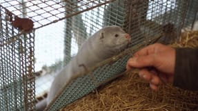 Ulykke p&aring; minkfarm