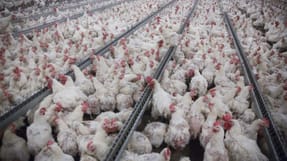 En medarbejder f&oslash;ler sig d&aring;rligt behandlet hos kyllinge-producenten Hopballe M&oslash;lle. Billedet stammer ikke fra Hopballe M&oslash;lles produktion.  