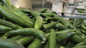 Produktionen af agurker hos Gartneriet Hedeg&aring;rden bliver ikke ramt af konflikt, efter at agurkegartneriet har droppet samarbejde med entrepren&oslash;ren JNGruppen, der ikke har overenskomst.