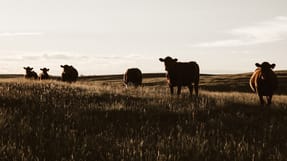 En landbrugsvirksomhed har f&aring;et 12 p&aring;bud af Arbejdstilsynet siden august 2019. 