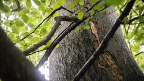 En spr&aelig;kke, der skyldes r&aring;d, p&aring; et tr&aelig;et, da Naturstyrelsen spr&aelig;nger tr&aelig;kronen v&aelig;k p&aring; en af de gamle b&oslash;ge n&aelig;r Ulvedalen i J&aelig;gersborg Dyrehave, tirsdag den 24. september 2024. Tr&aelig;et har r&aring;d i den ene af to stammer og er derfor til fare for sine omgivelser, da det kan risikere at v&aelig;lte.. (Foto: Ida Marie Odgaard/Ritzau Scanpix)