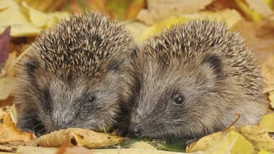 Hvis man finder et kuld pindsvineunger, hvis mor er blevet kørt over, eller ser andre dyr i nød, så skal man kun ringe et sted hen, nemlig til Dyrenes Vagtcentral.
