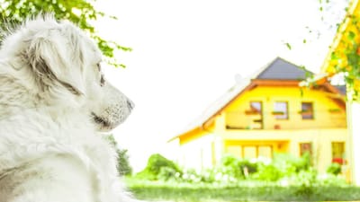 Der er sv&aelig;rt at l&aring;ne penge til dr&oslash;mmen om villa, vovse og Volvo som vikaransat.