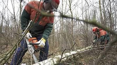 Fem skovarbejdere med s&aelig;rlig tillidsrepr&aelig;sentantsbeskyttelse er kommet forrest i k&oslash;en, n&aring;r Naturstyrelsen deler fyresedler ud. 