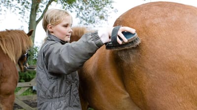 En islandsk hest. Det fik en elev i betaling. Men den gik ikke, og arbejdsgiveren m&aring;tte efterbetale 175.000 kroner efter l&oslash;ndumping. Pigen p&aring; billedet er ikke den omtalte elev.