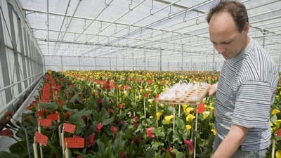 60 kroner i timen. Det har en r&aelig;kke gartneriarbejdere tjent hos det store fynske gartneri N&aelig;ldebakken.