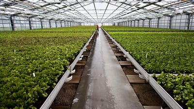 Polakker tjener 45 kroner i timen samt logi for arbejde p&aring; Danmarks st&oslash;rste blomstergartneri.