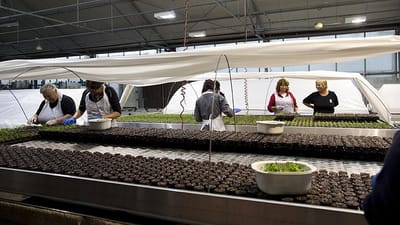 3F kr&aelig;ver overenskomst med firmaet Artifex, der betaler 45 kroner i timel&oslash;n til polsk arbejdskraft, der arbejder hos blomstergartneriet PKM.