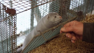 Medarbejderne på 12 kinesisk ejede minkfarme i Danmark får nu overenskomst.