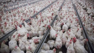 En medarbejder f&oslash;ler sig d&aring;rligt behandlet hos kyllinge-producenten Hopballe M&oslash;lle. Billedet stammer ikke fra Hopballe M&oslash;lles produktion.  