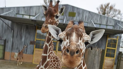 Den bedst opnåelige løsning, kalder 3F og dyrepassernes tillidsrepræsentant den aftale, der nu er landet for medarbejderne i Odense Zoo.