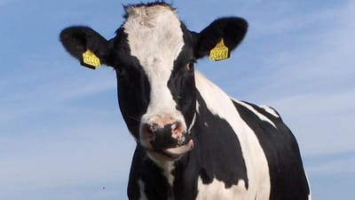Arbejdsretten afsagde torsdag dom i en meget principiel sag om 3F's sympatikonflikter mod to store mælkeproducenter.