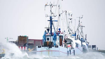 Brexit kan ramme fiskebranchen hårdt.