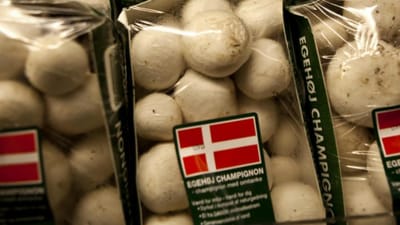 Gartneriet Egeh&oslash;j Champignon p&aring; Nordfyn lukker sin produktion af champignoner p&aring; grund af en skimmelsvamp.