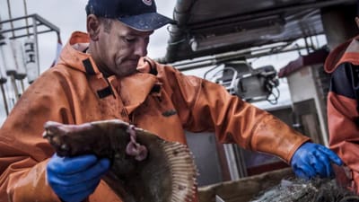 Især mænd over 60 år i fiskeindustrien er hårdt ramt af sygefravær.