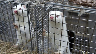 To ukrainere blev snydt for løn, da de passede mink hos en vestjysk minkavler. 