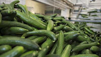 Forsyningen af jyske agurker til danskerne er truet p&aring; grund af en faglig konflikt.