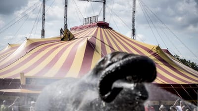 Advokat S&oslash;ren Kroer kan endnu ikke s&aelig;tte et tal p&aring;, hvor stor en erstatning cirkusartisten g&aring;r efter, men det er mange penge. (Arkivfoto)