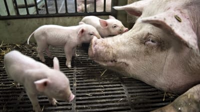 Mens danskerne r&aring;des til at isolere sig, og landet lukker ned, reklamerer rekrutteringsbureauet med muligheden for at arbejde p&aring; en svinefarm i Danmark til 100 kroner i timen. 