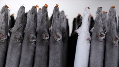 I november sidste &aring;r blev de danske minkavlere beordret til at aflive deres mink. Mandag har et bredt flertal i Folketinget landet en aftale om kompensation til minkavlerne. (Arkivfoto)