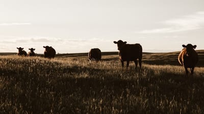En landbrugsvirksomhed har f&aring;et 12 p&aring;bud af Arbejdstilsynet siden august 2019. 