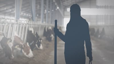 - Jeg vidste ikke, at jeg ikke m&aring;tte arbejde p&aring; kv&aelig;gfarmen, siger en 29-&aring;rig kvinde, der if&oslash;lge Center mod Menneskehandel endte som offer for menneskehandel hos en dansk landmand.