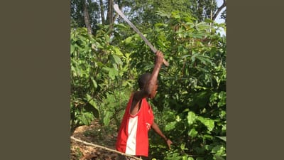 I den danske film "Chocoladekrigen" bliver det dokumenteret, at Nestlé fortsat køber kakaobønner fra børnearbejdere i Elfensbenskysten og Ghana. På billedet høster en børnearbejder kakaobønner med en machete.