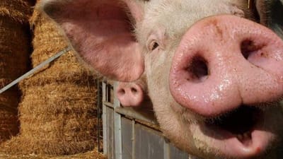 - For anden gang m&aring; to storb&oslash;nder nordvest for Vejle punge ud efter at have snydt en rum&aelig;nsk medarbejder. 