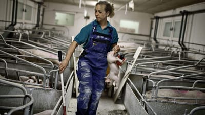 Landbrugsmedarbejdere, der dagligt arbejder med MRSA-inficerede svin, skal ikke i behandling mod bakterien, da de bliver udsat for smitten p&aring; deres arbejde igen bagefter. S&aring;dan hedder det i Sundhedsstyrelsens MRSA-vejledning.