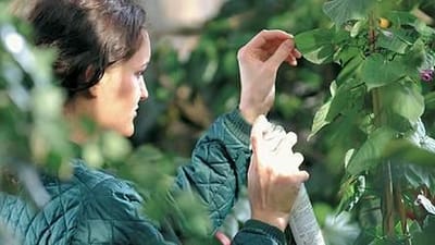 Udl&aelig;ndinge tjener cirka 75 kroner i timen f&oslash;r skat hos M&oslash;lleg&aring;rdens Planteskole p&aring; Midtfyn. Kvinden p&aring; billedet har ikke noget med sagen at g&oslash;re. 