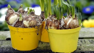 Lettiske arbejdere har tjent 85 kroner i timen f&oslash;r skat hos Gartneriet Hanse, der producerer p&aring;skeliljer i Odense.