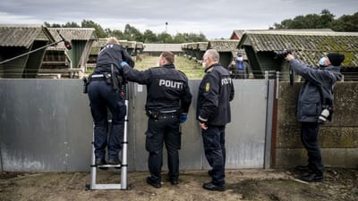 Mange minkfarme skal nu rives ned, efter at minkene for l&aelig;ngst er blevet aflivet. Det er forventet, at der vil v&aelig;re asbest i flere af minkfarmenes tage.