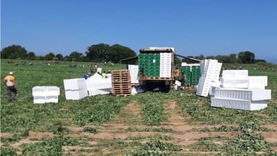 Medarbejdere hos Greenpeas Entreprise ApS plukkede og pakkede ærter i juni 2023 på en mark nordøst for Kerteminde på Østfyn.