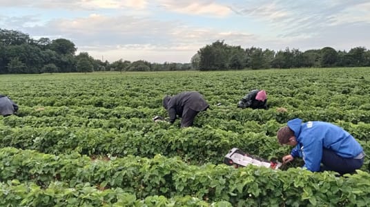 Udenlandske arbejdere f&oslash;ler sig udnyttet i nordjyske jordb&aelig;rmarker. 
