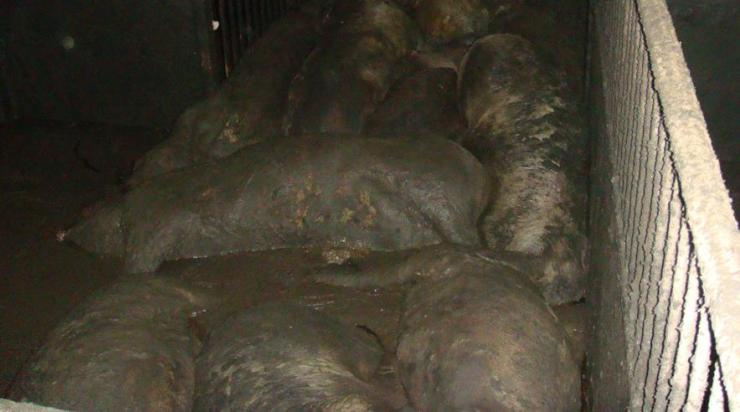 En nordjysk landmand har fået en bøde på 10.000 kroner, fordi han smed døde grise i en massegrav og i sin gylletank på gården. 
