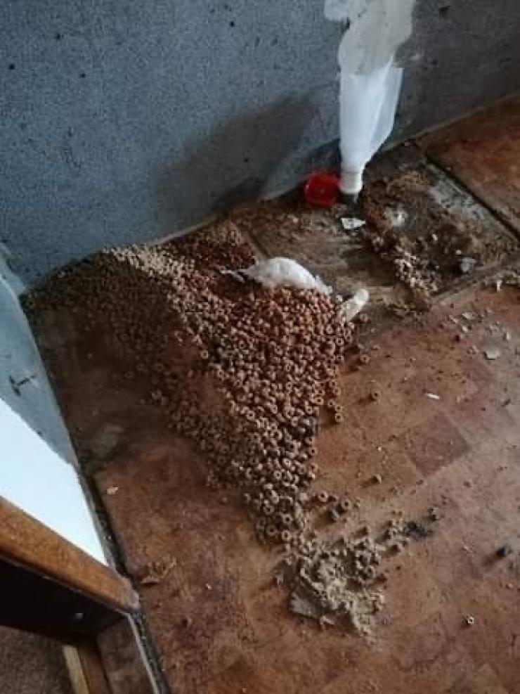 Larver og insekter kastede sig over glemt hundefoder under et køkkenskab