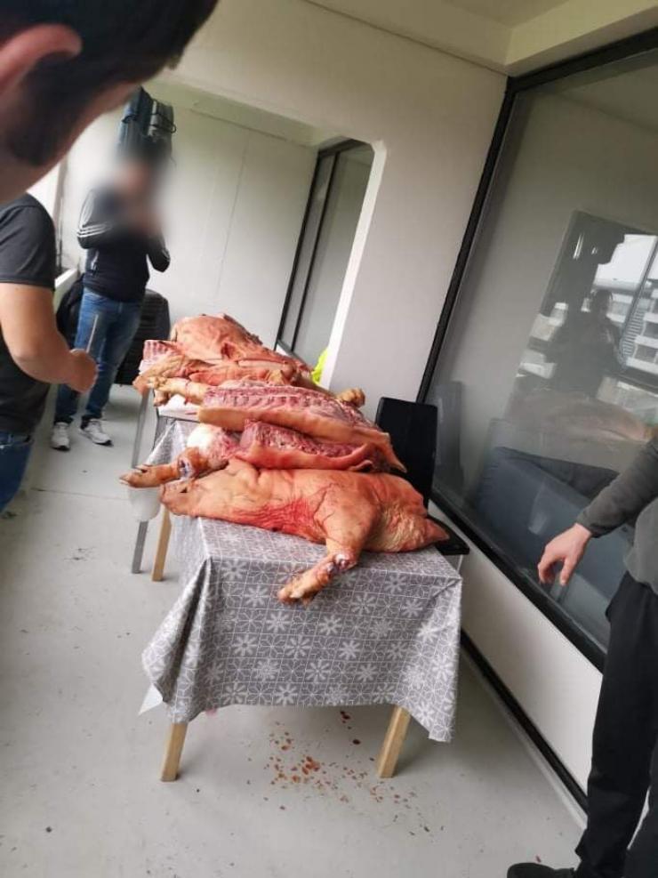 Rumænerne i Id Forte har en aftale med firmaet om kost og logi, og en dag i november sidste år blev der smidt tre døde, ferske grise af til dem på en altan i Vollsmose.