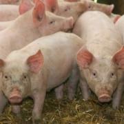 En 21-årig landbrugselev fik for lidt i løn, da han var med til at avle grise for førende svineproducent. Eleven har nu fået efterbetalt 35.000 kroner efter faglig sag.