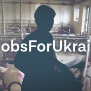 Med lønningerne ned til 70 kroner i timen formidler danske vikarbureauer job til ukrainere på flugt fra krigen.
