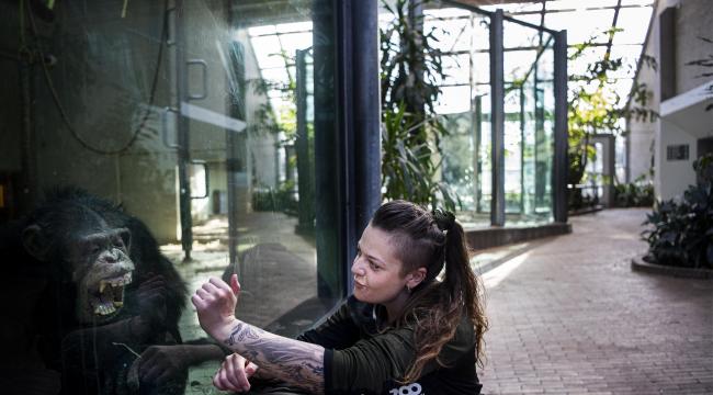 Dyrepasserelev Maya Rasmussen viser sine tatoveringer frem for chimpanserne.