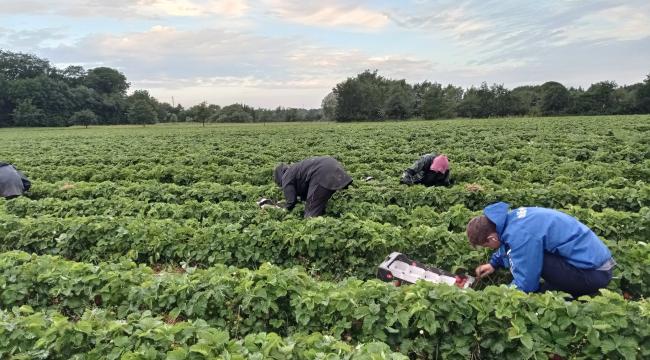 Udenlandske jordbærplukkere i Nordjylland er utilfredse med lønnen for arbejdet i markerne.  