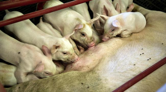 Østeuropæiske svinepassere bliver snydt i løn hos en fynsk landmand.